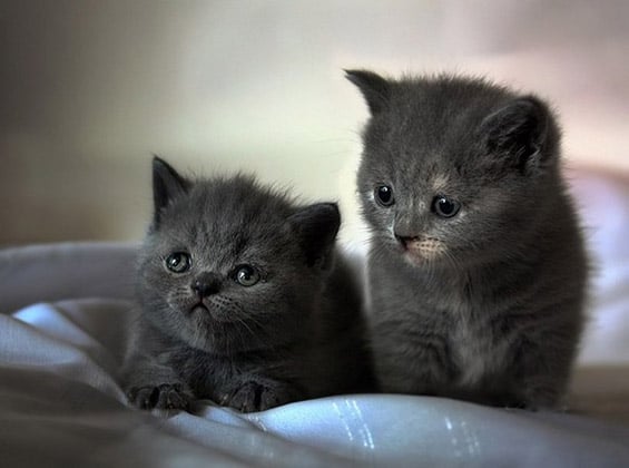 The cutest kittens (9)