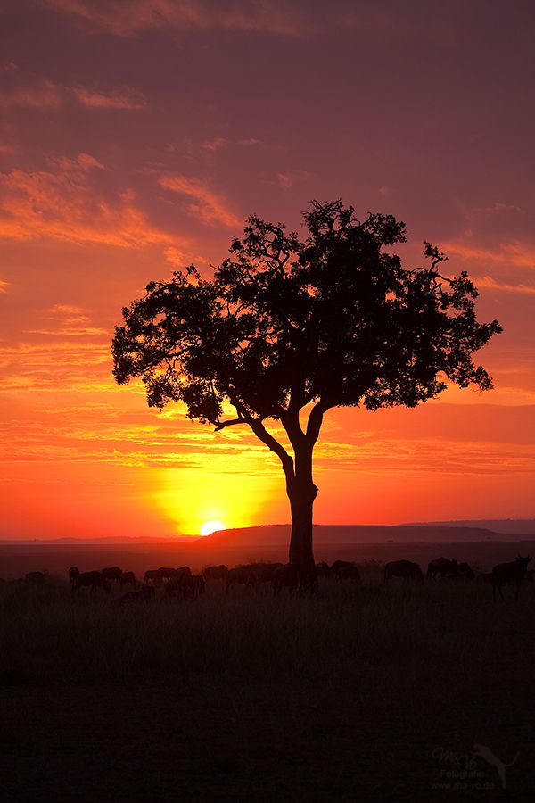 20 Breathtaking Sunset Photography (10)