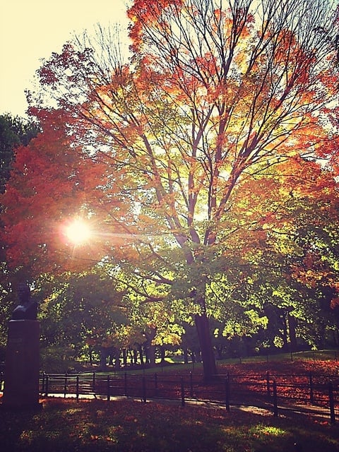 Fall in Central Park, New York (10)
