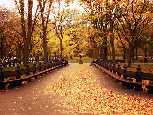Fall in Central Park, New York (3)