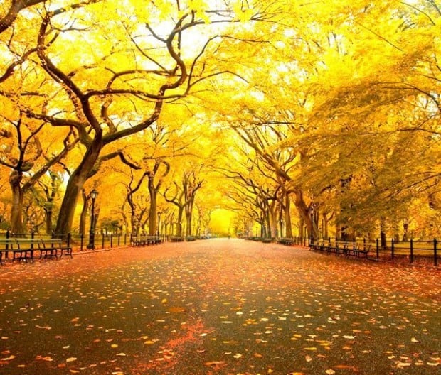 Fall in Central Park, New York (6)
