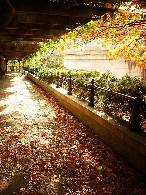Fall in Central Park, New York (7)