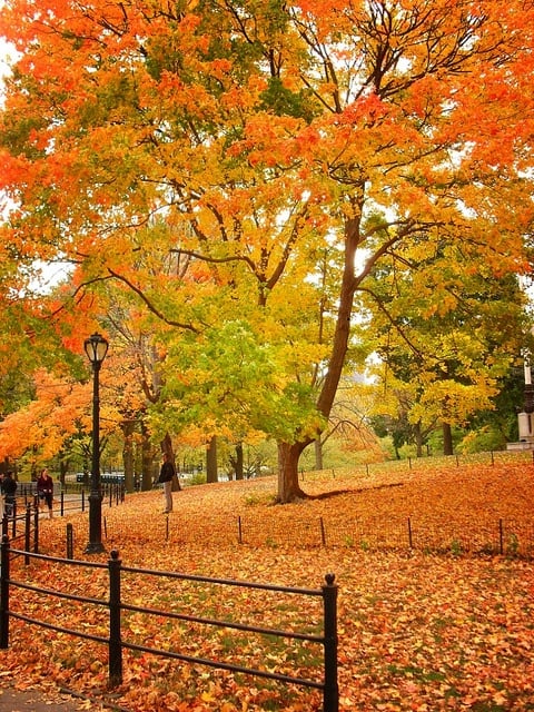 Fall in Central Park, New York (9)