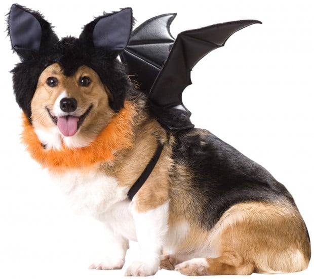 20 Absolutely Amazing Dog Halloween Costumes (15)