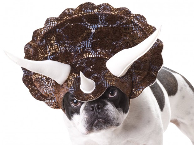20 Absolutely Amazing Dog Halloween Costumes (2)