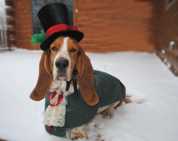 30 Extraordinary Christmas Pet Clothing and Accessory Pieces (10)