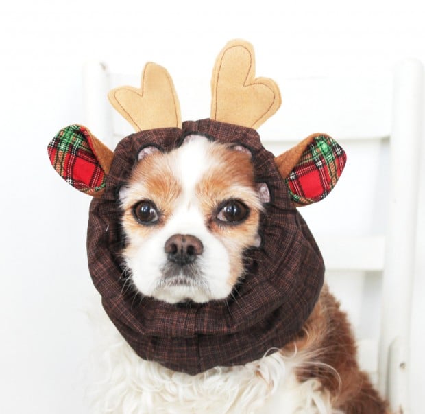 30 Extraordinary Christmas Pet Clothing and Accessory Pieces (14)