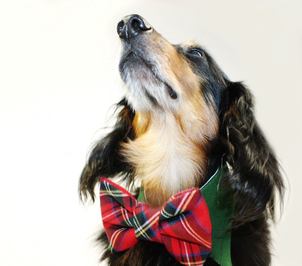 30 Extraordinary Christmas Pet Clothing and Accessory Pieces (18)