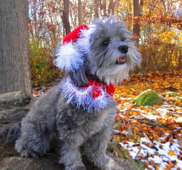 30 Extraordinary Christmas Pet Clothing and Accessory Pieces (22)