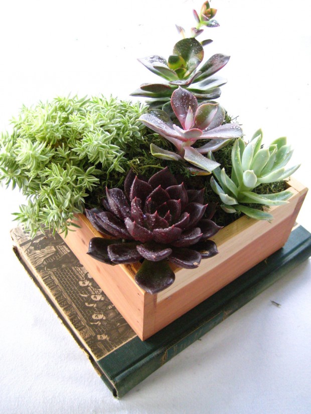 15 Natural and Handmade Living Succulent Decorations (2)