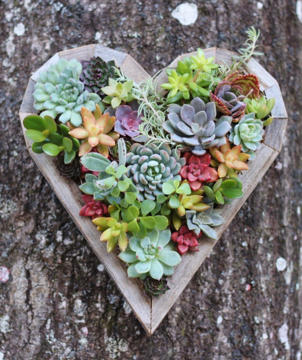 15 Natural and Handmade Living Succulent Decorations (3)