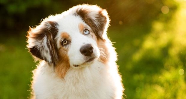 Love Animals? Heres Some Tips On Keeping Your Dog Healthy!