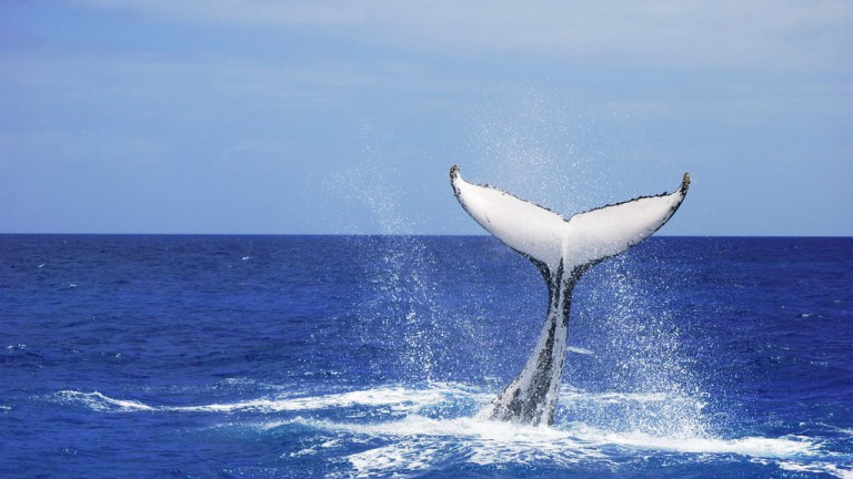 5 Benefits to Whale Watching In Australia