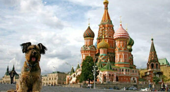Oscar – The Traveller Dog