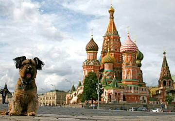 Oscar – The Traveller Dog - world, traveller, travel, Taj Mahal, Oscar, Moscow, london, las vegas, hollywood, eiffel tower, dog, amazing