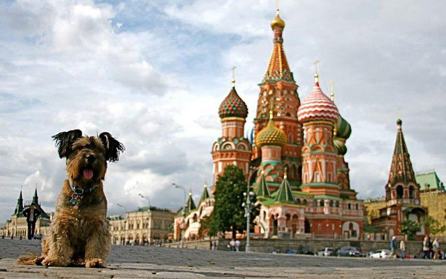 Oscar – The Traveller Dog - world, traveller, travel, Taj Mahal, Oscar, Moscow, london, las vegas, hollywood, eiffel tower, dog, amazing