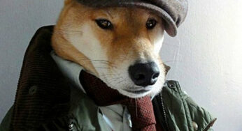 Menswear Dog