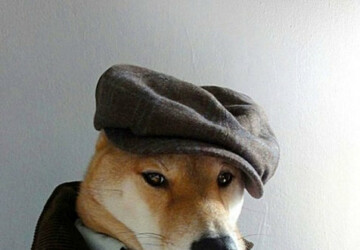 Menswear Dog - top, menswear, fashion, dog, animals, amazing