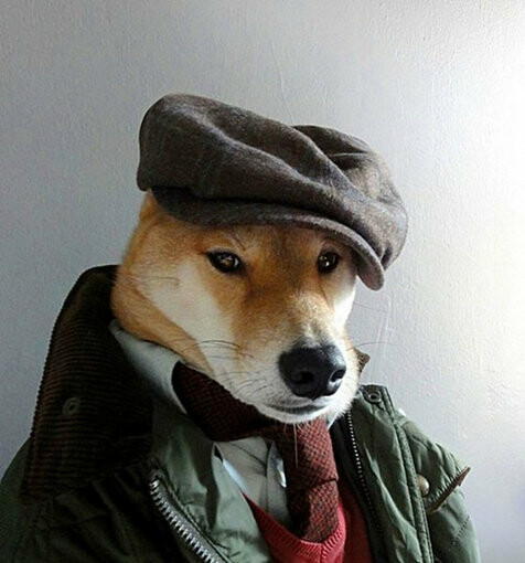 Menswear Dog - top, menswear, fashion, dog, animals, amazing