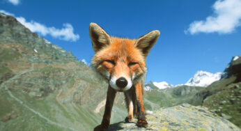 Animals Face to Face by Stefano Unterthiner
