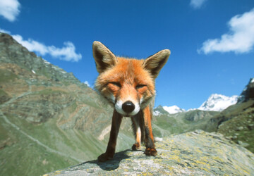 Animals Face to Face by Stefano Unterthiner - top, photography, face, animals