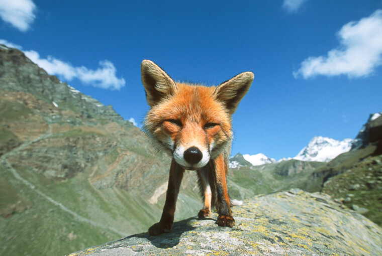 Animals Face to Face by Stefano Unterthiner - top, photography, face, animals