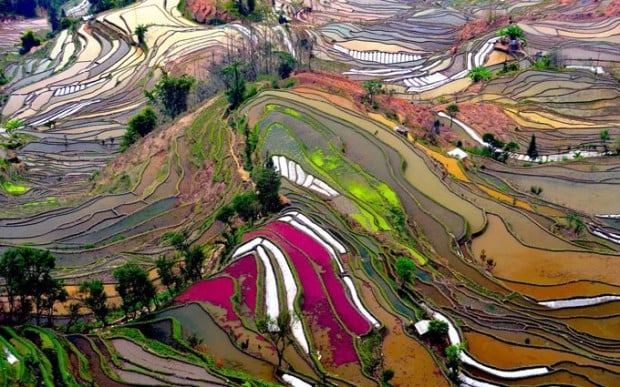 terraced-rice-field-china