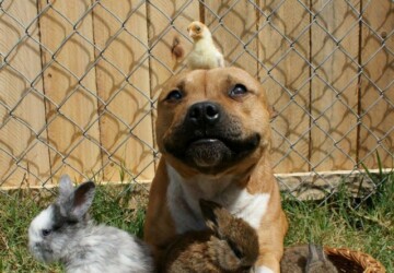 Boom, the Pit Bull who Loves Birds and Rabbits - rabbits, dog, birds, animals, amazing