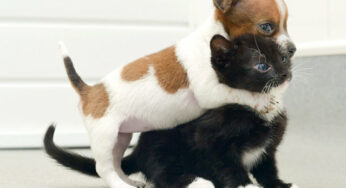 Kitty and Buttons are Best Friends