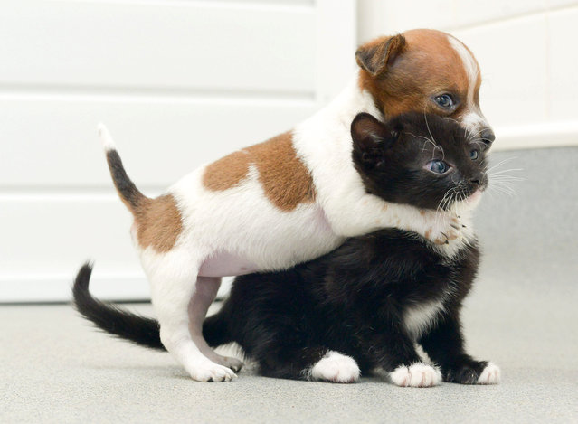Kitty and Buttons are Best Friends -