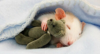 Bug the Rat by Jessica Florence