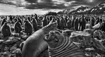 Genesis by Sebastião Salgado