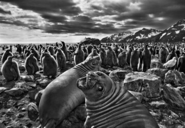 Genesis by Sebastião Salgado -