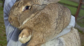 Ralph Is Worlds Biggest Bunny