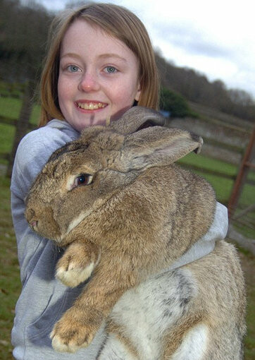 Ralph Is Worlds Biggest Bunny -