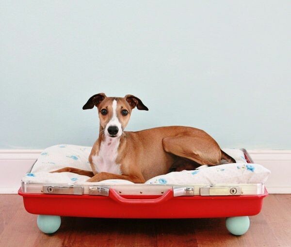10 DIY Beds For Your Pet -