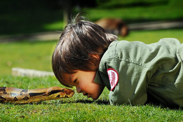 Charlie & Reptiles -