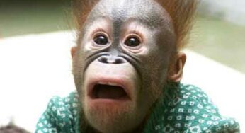 Funny Animals