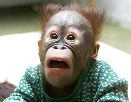 Funny Animals -