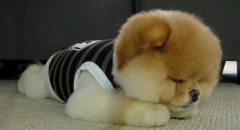 This is Boo – The World’s Cutest Dog