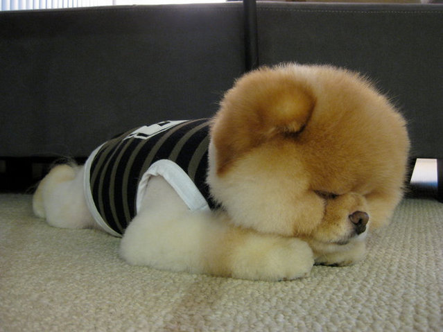 This is Boo – The World's Cutest Dog -