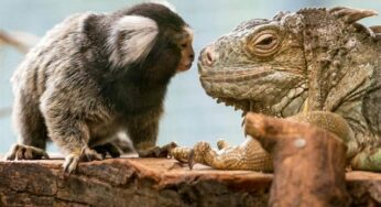 10 Amazing Animal Emotions Photos