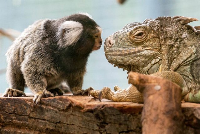 10 Amazing Animal Emotions Photos -