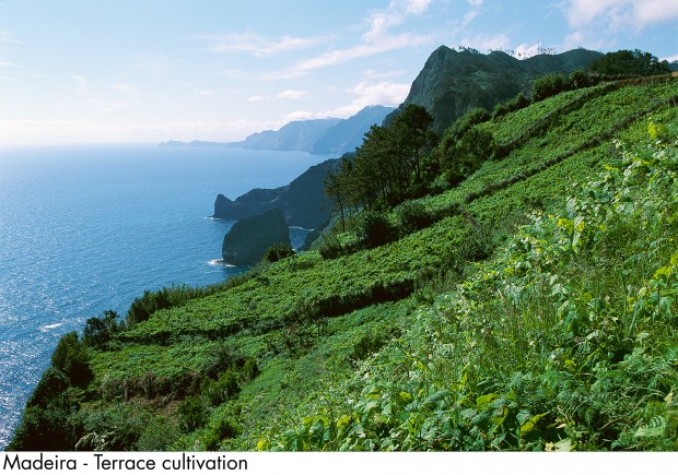 Madeira - Terrace cultivation