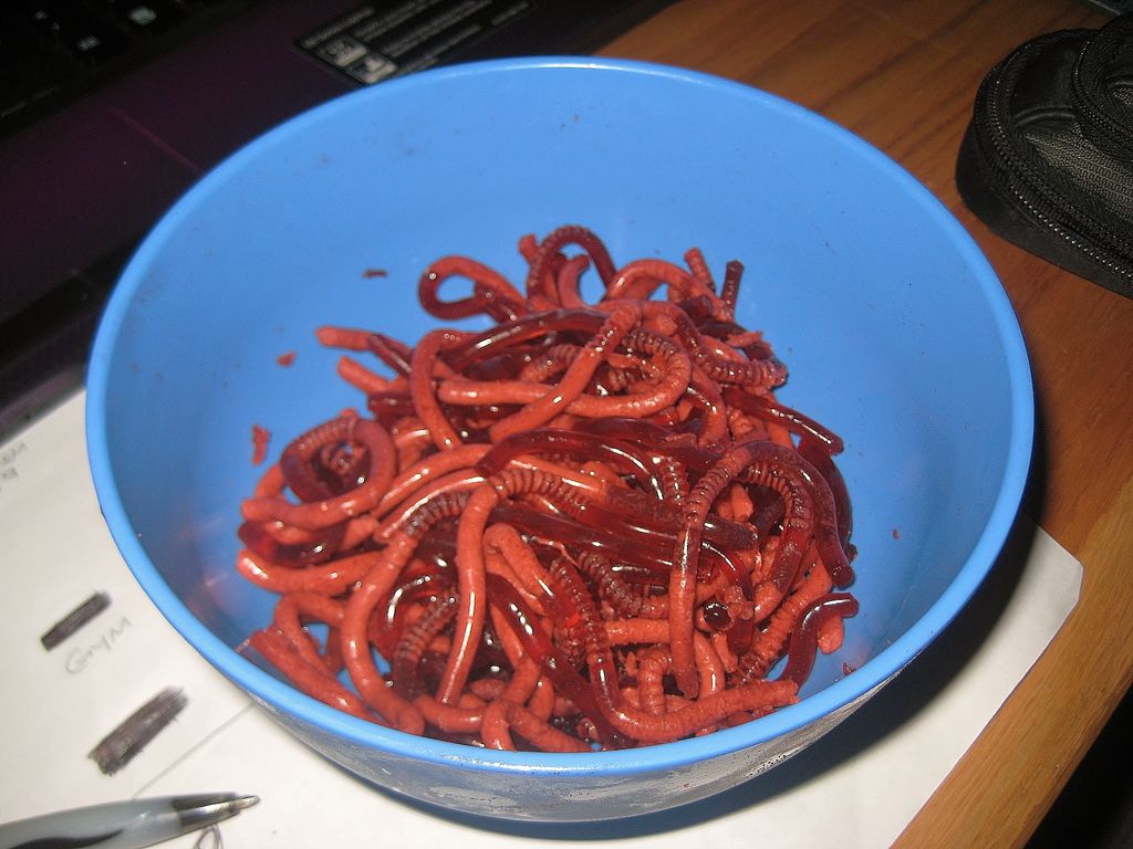 Anyone interested about eating worms?