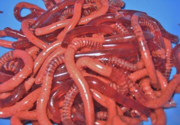 Anyone interested about eating worms? - worms, food, april fools