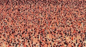 Wildlife Photography by Steve Garvie