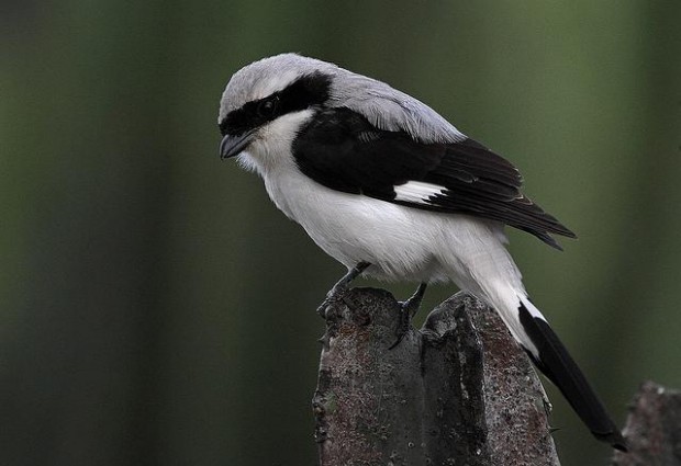 Steve-Garvie-birds