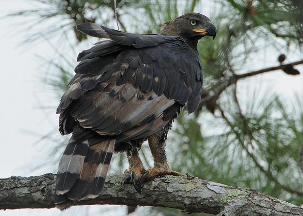 Steve-Garvie-eagle