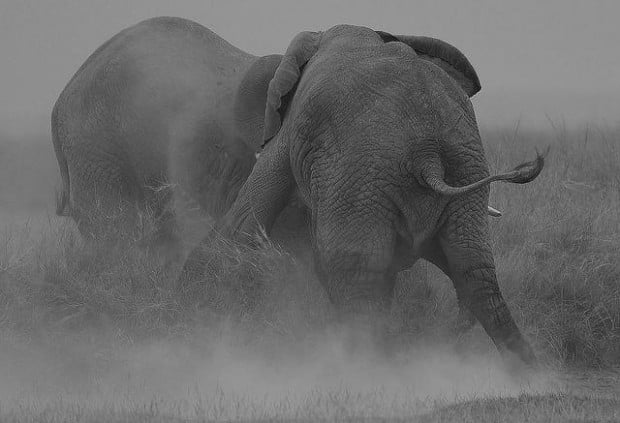 Steve-Garvie-elephants